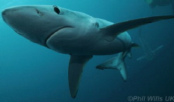 Blue shark taken off Cape point, South Africa, May 2014 i... by Phil Wills 